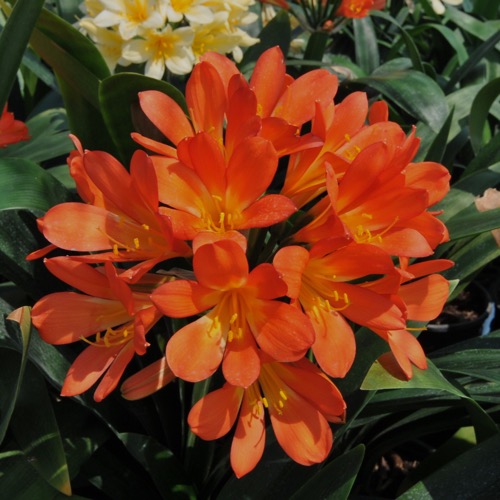 Clivia miniata